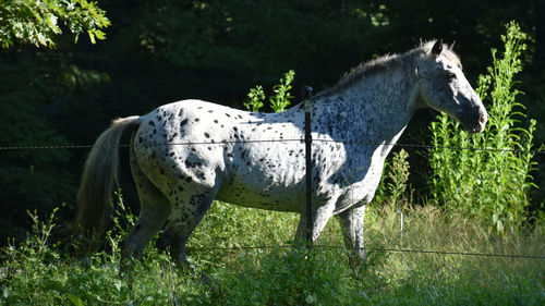 Horse standing in ranch