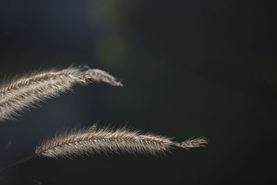 Close-up of dry plants