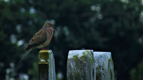 Close-up of bird perching on wooden post