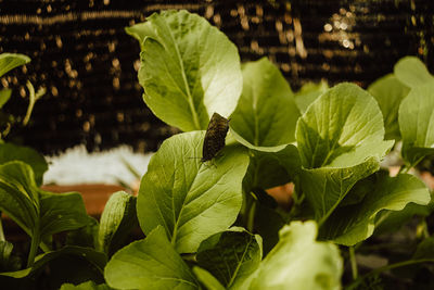 Close-up of green leaves on plant