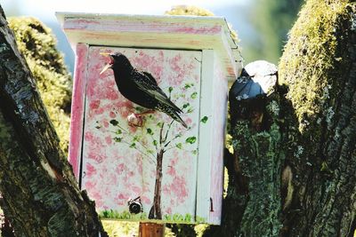 Close-up of bird on wall