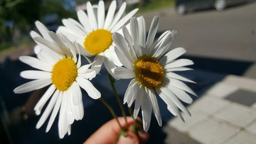 Close-up of white daisy flower