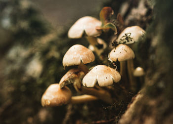 Close-up of mushrooms growing on field
