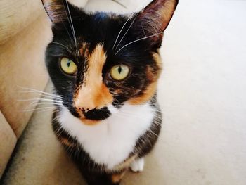 Close-up portrait of cat at home