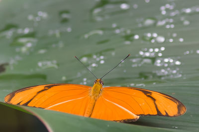 Close-up of butterfly on leaf