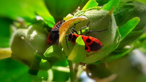 Close-up of ladybug on plant