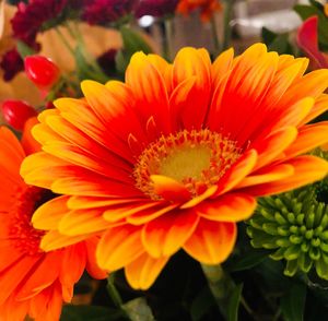 Close-up of red flower