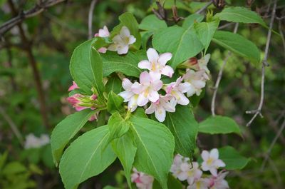 Close-up of pink flowering plant