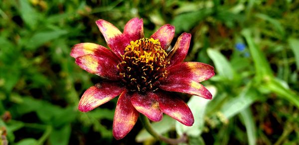 Close-up of red flowering plant