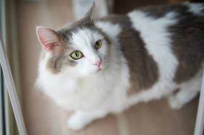 Close-up of white cat looking upwards at home