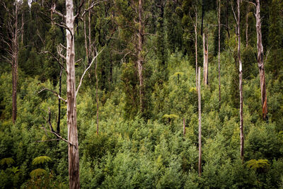 Pine trees in forest