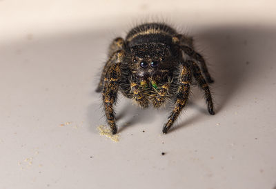 Close-up of spider