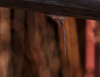 Close-up of wood