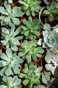 Full frame shot of plants