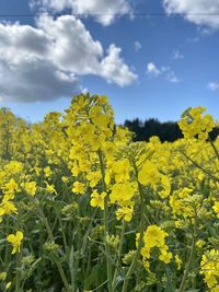 Yellow flowering plants on field against sky