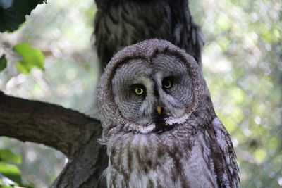 Close-up portrait of a owl