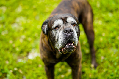 Portrait of dog on field