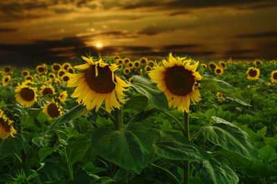 Sunflowers blooming against sky during sunset