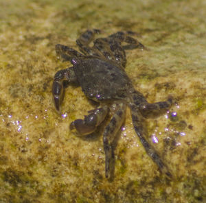 Close-up of crab