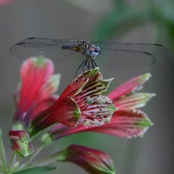 Close-up of butterfly pollinating on flower