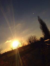 Sun shining through trees