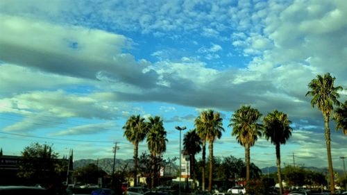 Palm trees against cloudy sky