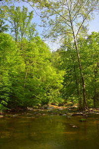 Scenic view of lake amidst trees in forest