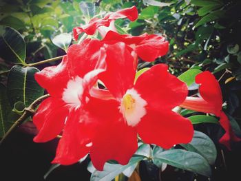 Close-up of red hibiscus blooming outdoors