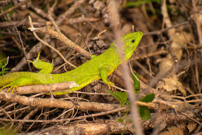 Close-up of a lizard on a land