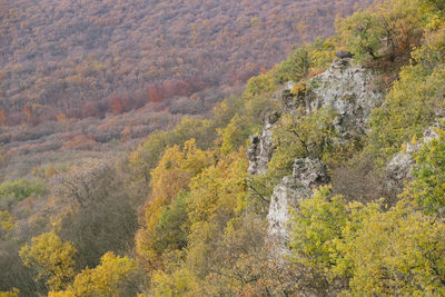 Scenic view of forest