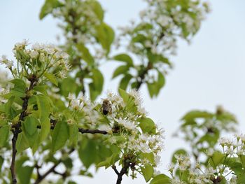 Close-up of white flowering plant against sky