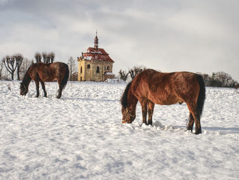 Horses standing in a field