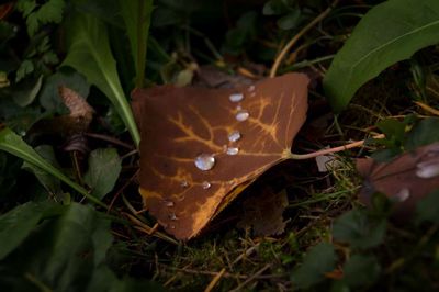 High angle view of dry leaf on field