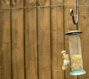 Bird perching on wall