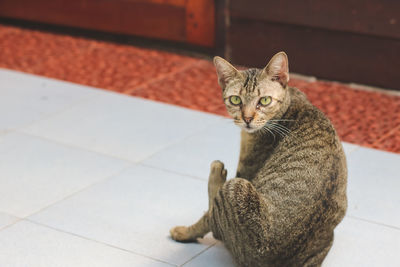 Portrait of tabby cat on tiled floor