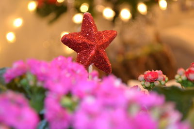 Close-up of red flowering plant