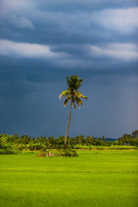 Scenic view of palm trees on field against sky