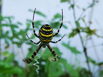 Close-up of spider