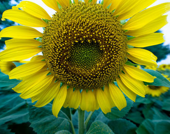 Close-up of sunflower