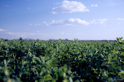 Close-up of fresh green field against sky