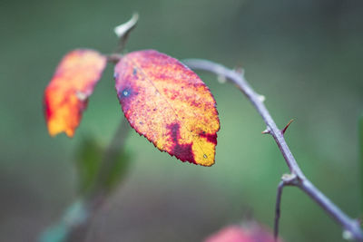 Close-up of leaf on plant