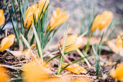 Close-up of yellow crocus flowers on field