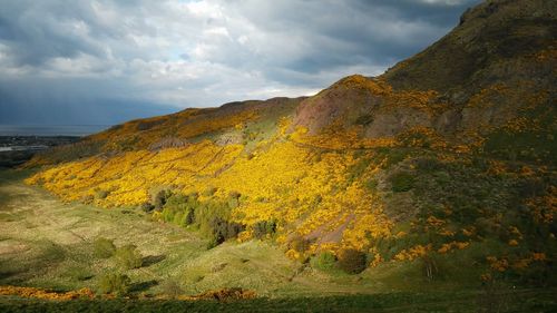 Scenic view of blooming yellow gorse on arthur's seat