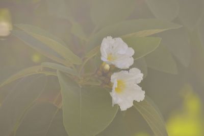 Close-up of white flowers