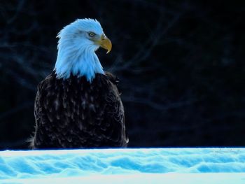 Close-up of eagle in the snow