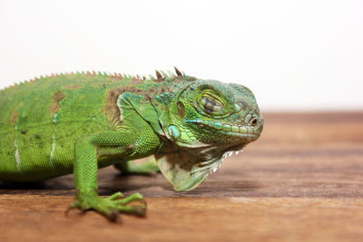 Close-up of lizard on wood