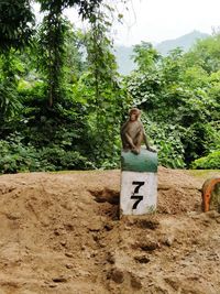 Monkey sitting on tree against sky