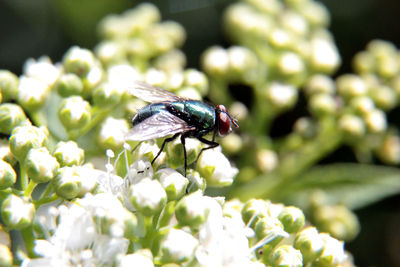 Close-up of fly on flower