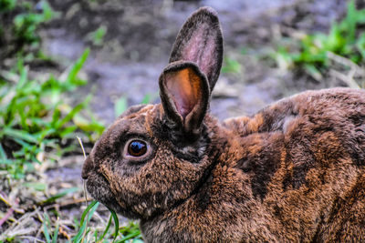 Close-up of hare in forest