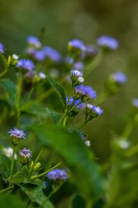 Close-up of purple flowering plant